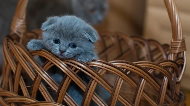 Razer Kraken Cute Cat Edition Headset Headset Suitable for